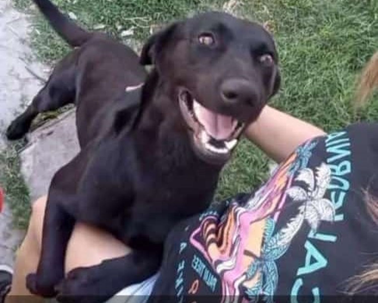 Buscan a Rocky