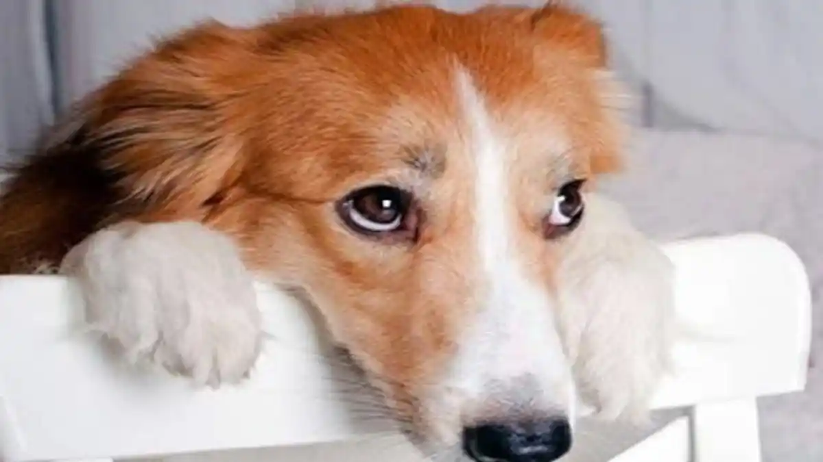 ¿NO TE RESISTES A LA MIRADA de tu perrito? Hay razones para esta conexión con nuestro mejor amigo