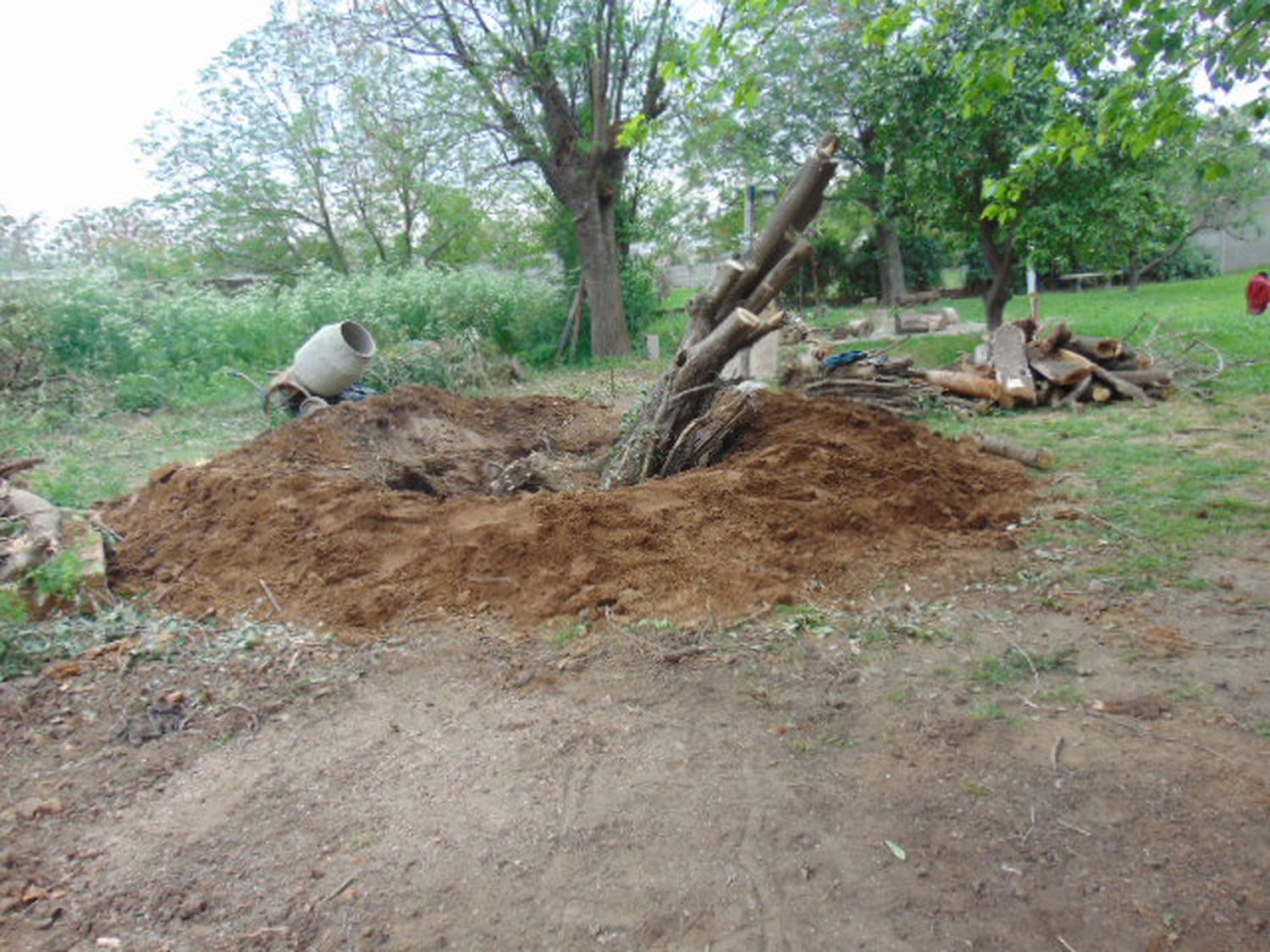 La raíz del árbol terminó aplastando su pierna.