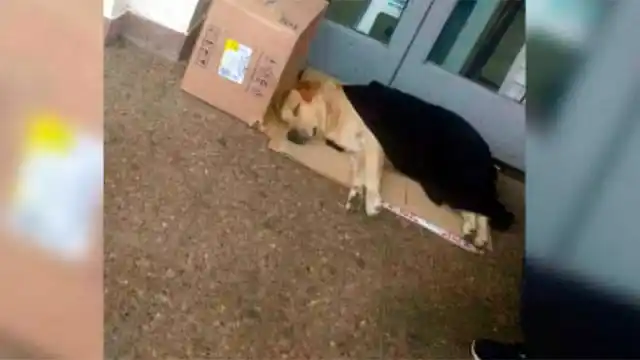 Fiel amigo: Su dueño murió y él no se mueve de la puerta del hospital
