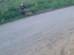 Sigue la preocupación por pitbulls peligrosos en barrio Palermo: “Queremos evitar que agarren a un nene”