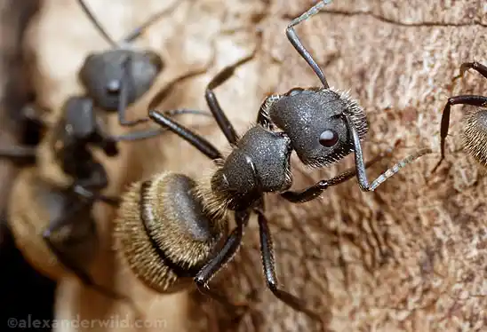Vecinos de La Plata están sitiados por una invasión de hormigas