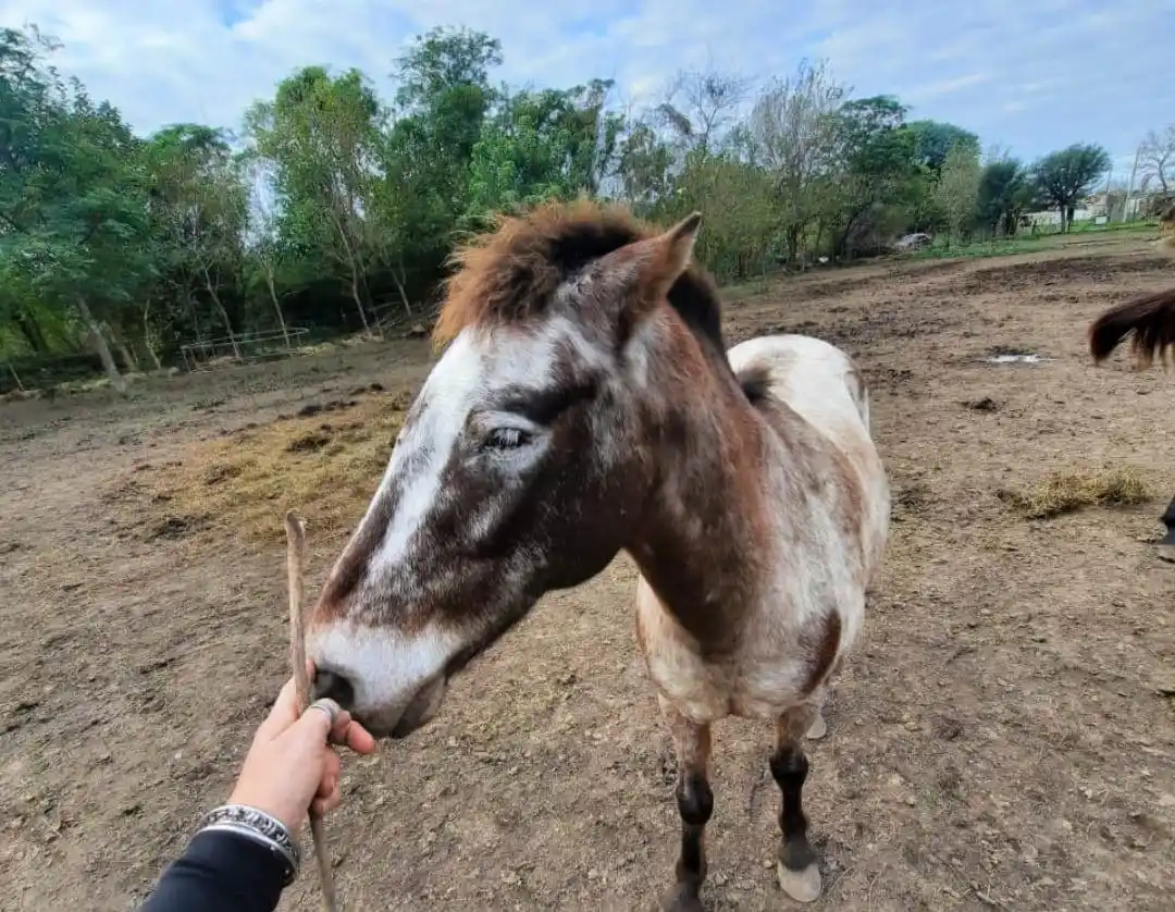 BioAnimalis busca más voluntarios para trabajar con caballos