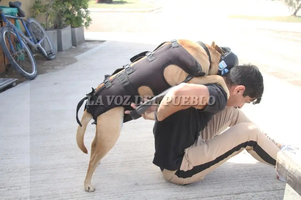 motoperro