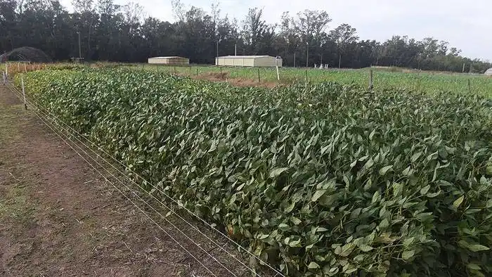 Paralizaron la siembra de  soja en Santa Fe por las altas  temperaturas