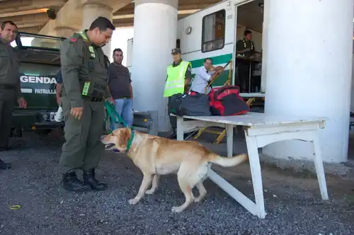 Encontraron 20 kilos de marihuana en un colectivo