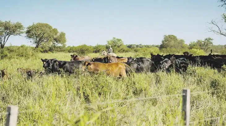 Juramento: es la primera compañía en producir carne bajo Huella de Carbono negativa en Argentina