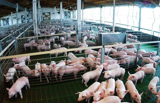 Productores porcinos admiten “grave crisis” y reclaman aumento del precio del cerdo en pie 