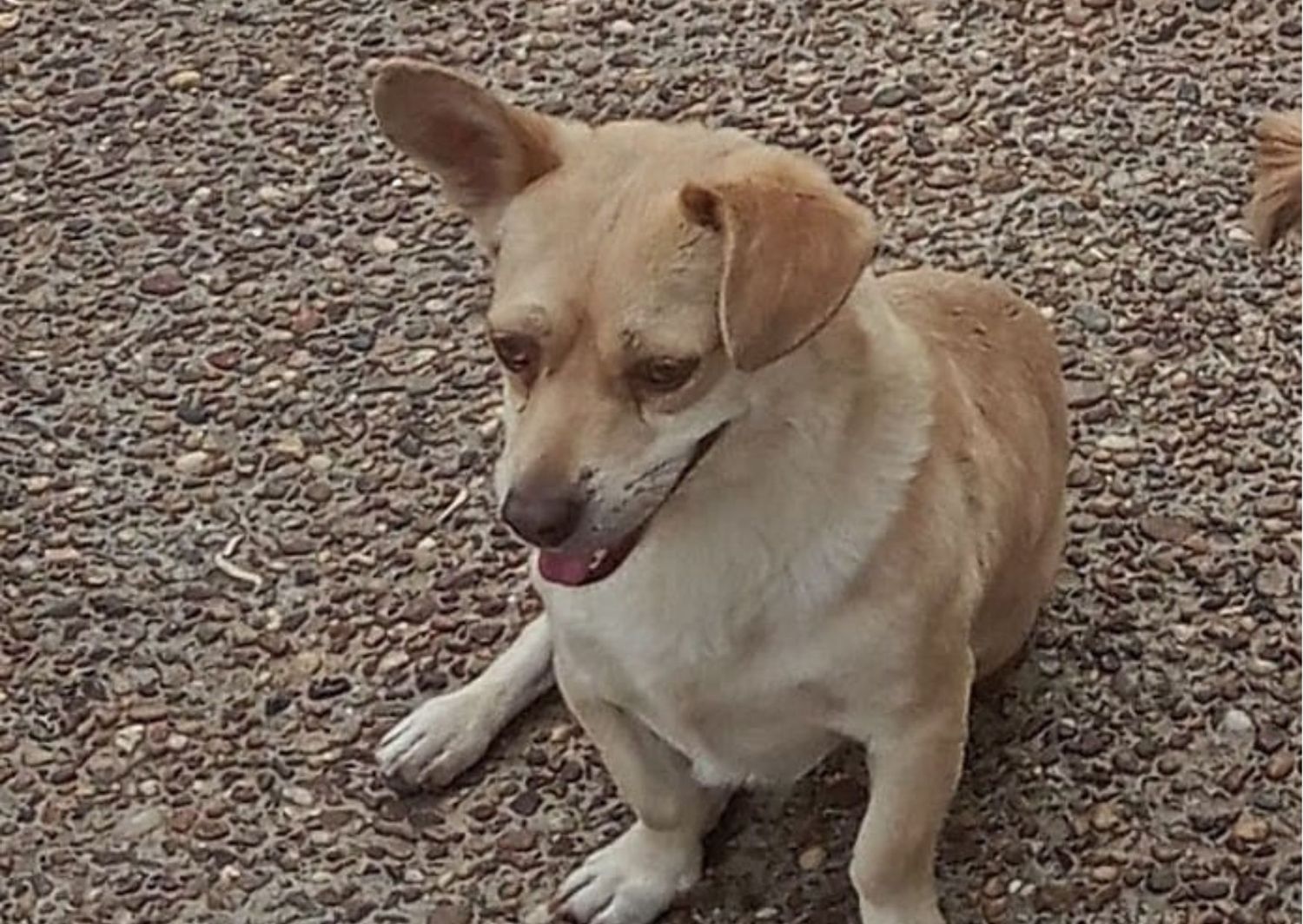 Perro pedido en inmediaciones de las calles 9 de Julio y Sarmiento