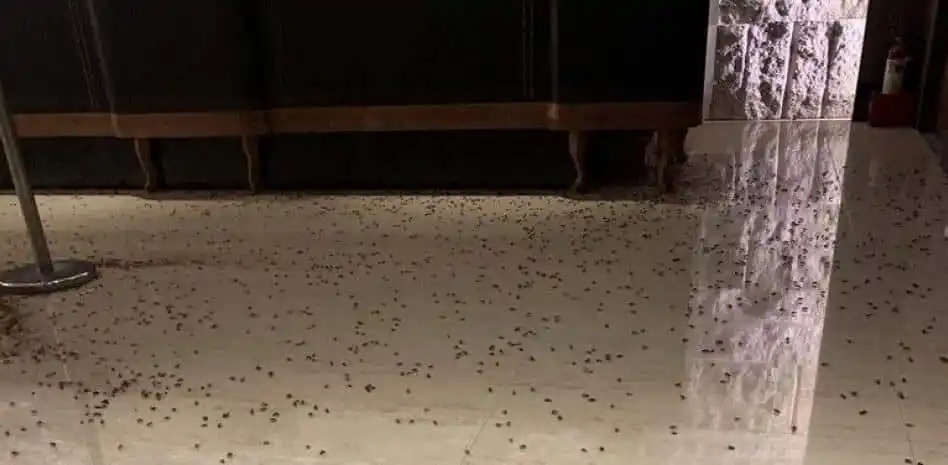 ATAQUE INUSUAL Arrojan más de mil cucarachas a un restaurante en China