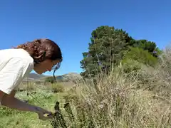 Mariposas de Tandilia: conocé la guía fílmica de especies que realizó una investigadora de la Unicen