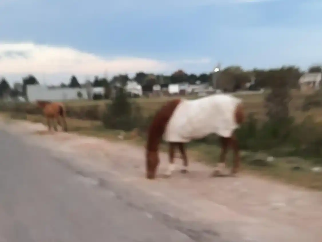 Caballos sueltos en la vía pública: "Se cruzan adelante de los camiones"