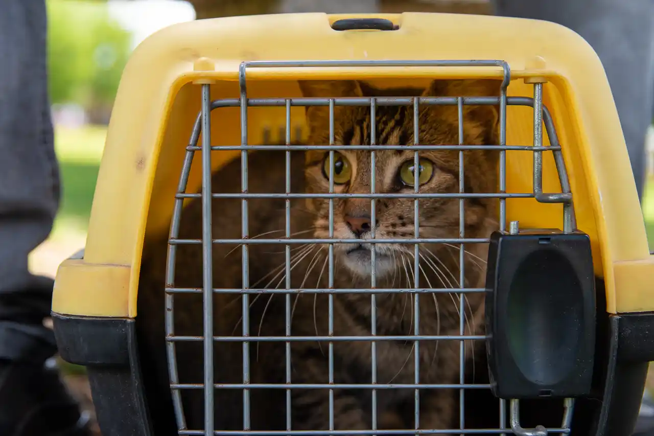 El 9 de marzo comienza la campaña de vacunación antirrábica gratuita para mascotas