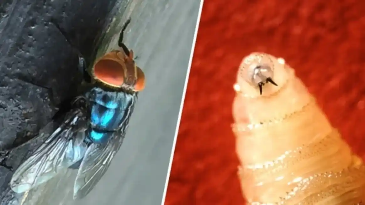 Una mosca adulta del gusano barrenador y una larva del gusano barrenador del Nuevo Mundo.