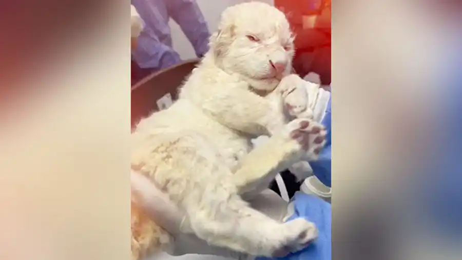 ¡NACIÓ OTRO MÁS! De los 120 LEONES BLANCOS que hay en el mundo, 3 son venezolanos