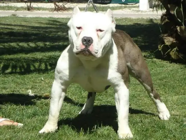 Un pitbull atacó salvajemente a un vecino en General Galarza
