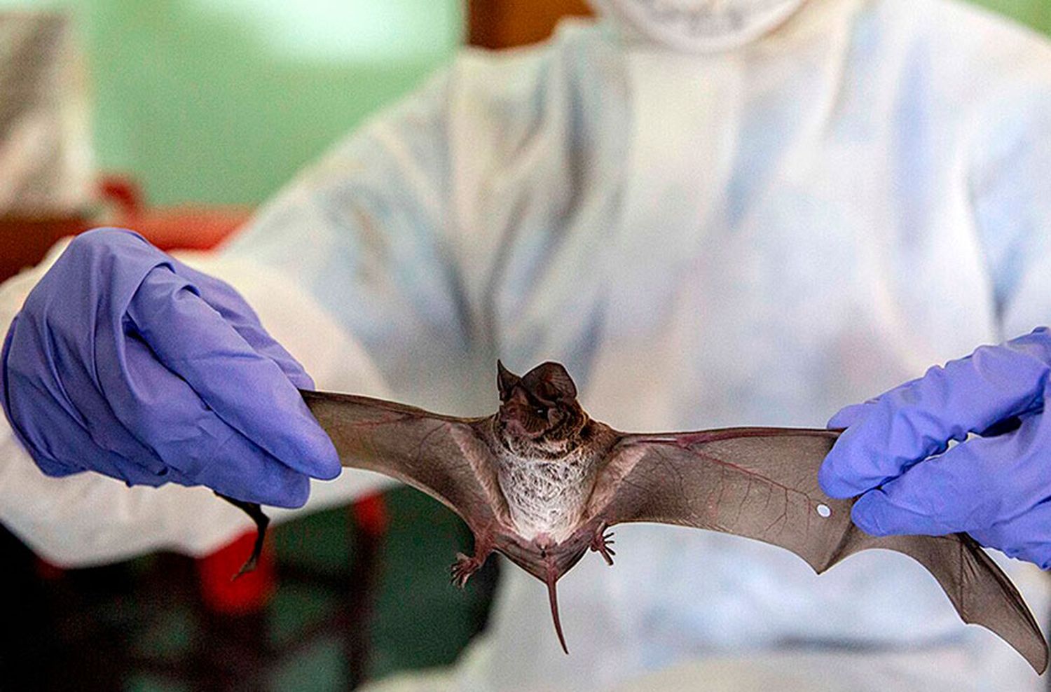 Para la OMS, lo más probable es que el coronavirus se haya originado en animales