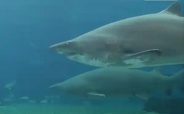 Video: el ataque de un tiburón a su cuidador que se viraliza 
