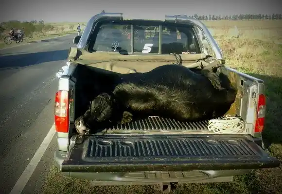 Investigan a un hombre que llevaba una vaca en la caja de la camioneta