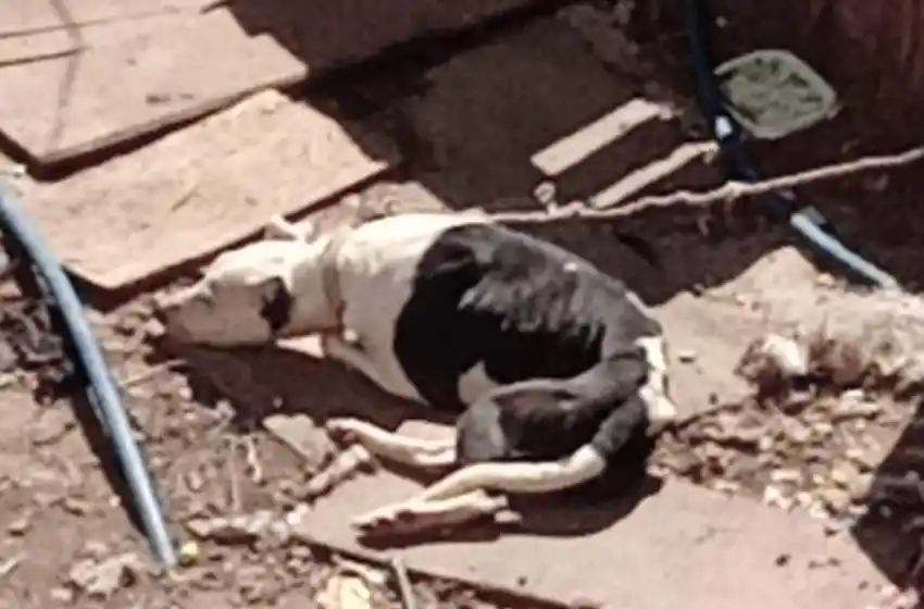 Denuncian maltrato animal en las cercanías de la ex Terminal