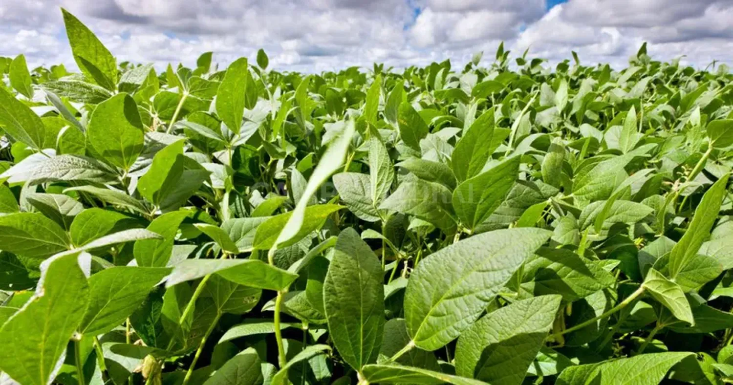 Conclusiones del análisis técnico de la Guía Estratégica para el Agro (GEA) de la Bolsa de Comercio de Rosario.