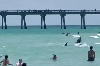 Pánico en una playa de Florida: un tiburón nadaba en la orilla y ahuyentó a los bañistas
