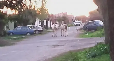 Caballos Perdidos