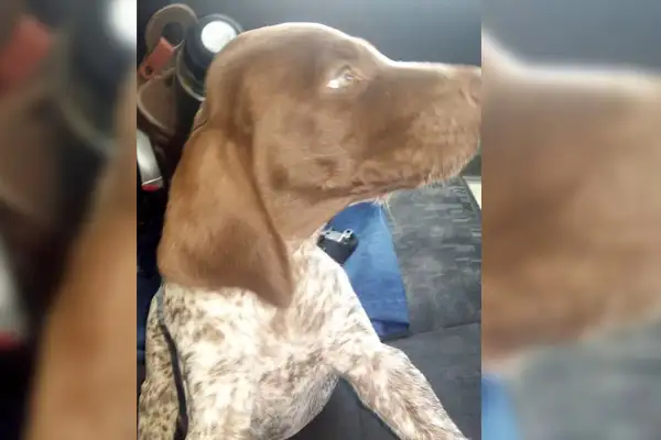 Camilo, el perro policía que guió la búsqueda de un menor en la ciudad 