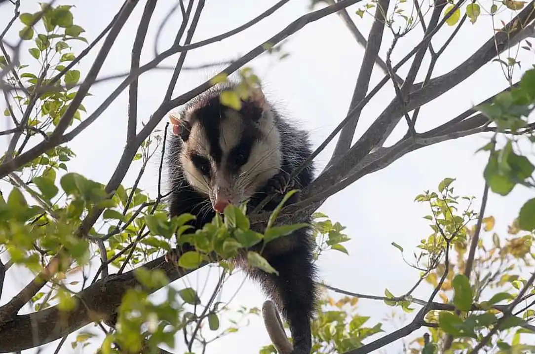 Hallaron una comadreja en un patio de Paraná