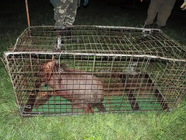 Rescatan a un carpincho herido por cazadores