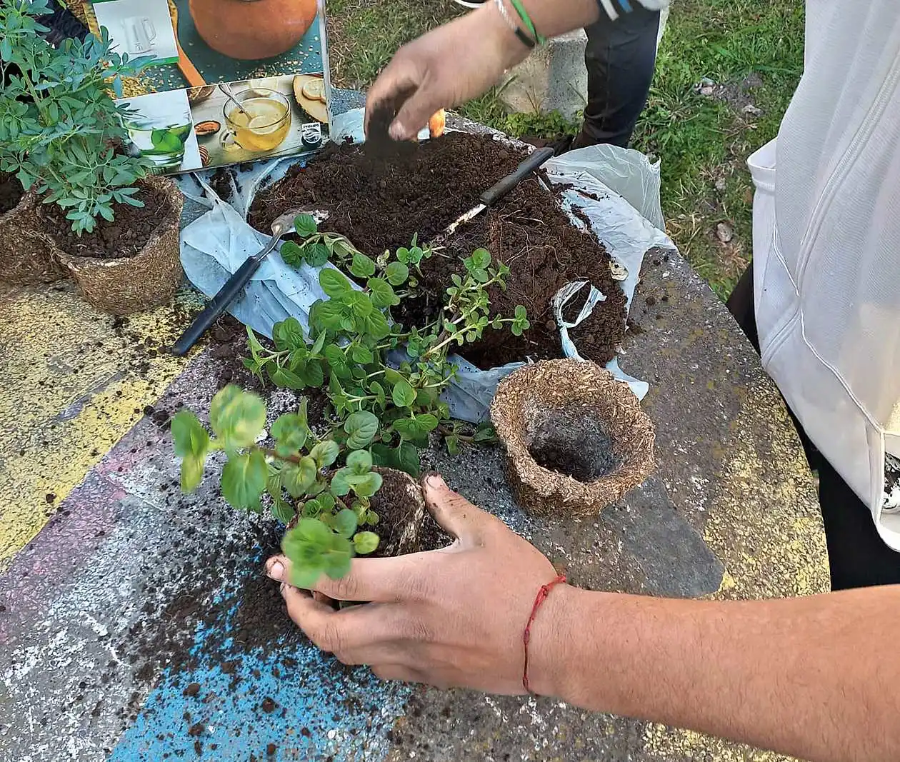 De la yerba mate a la innovación: un proyecto escolar que siembra conocimientos en Estación Frontera