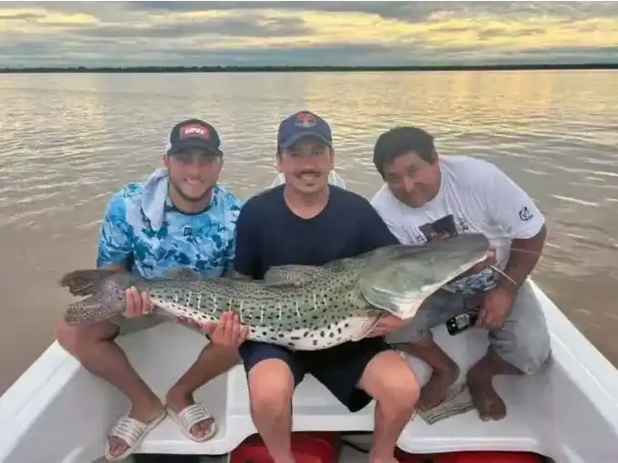 Pescaron un surubí de 40 kilos en el río Paraná