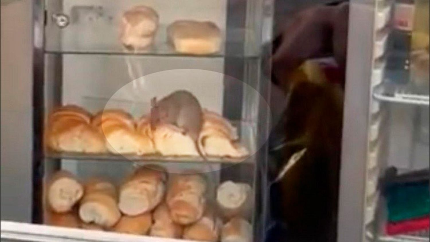 Filmaron a una rata comiendo medialunas en una panadería