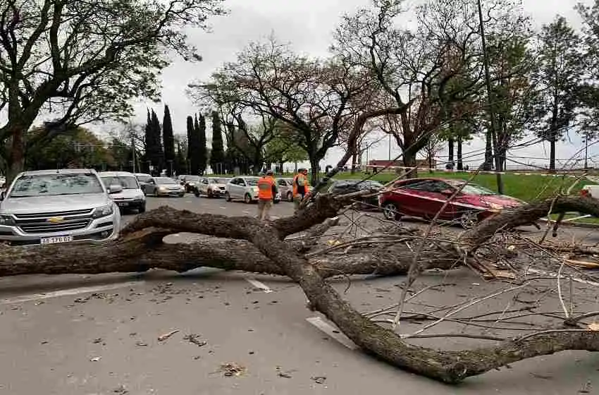 Las intensas ráfagas de viento dejaron más de una veintena de árboles caídos en Rosario