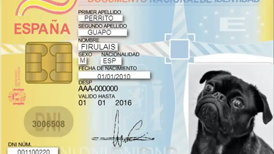 ¡NUEVA LEGISLACIÓN! En España las mascotas pasan a ser miembros de la familia