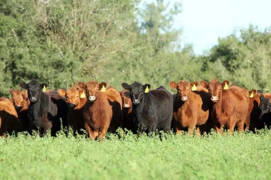 Campo