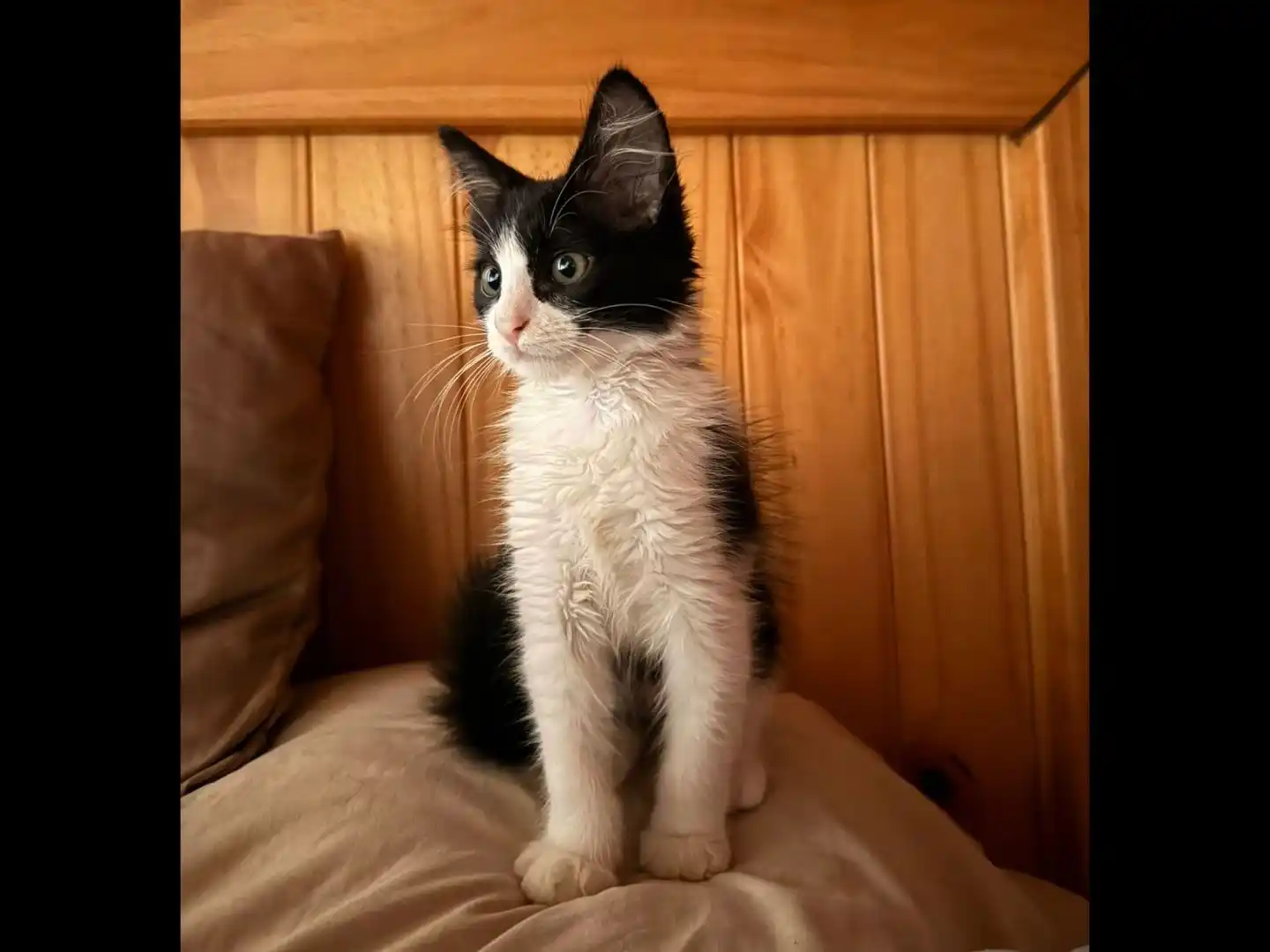 SOLUCIONADO: Se extravió el gato Bebelo