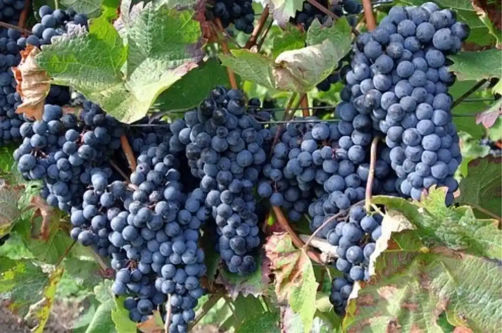 Santa Fe firmó un convenio para que se produzca vino en la provincia