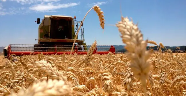 La cosecha de trigo cayó un 37% en el oeste de la provincia