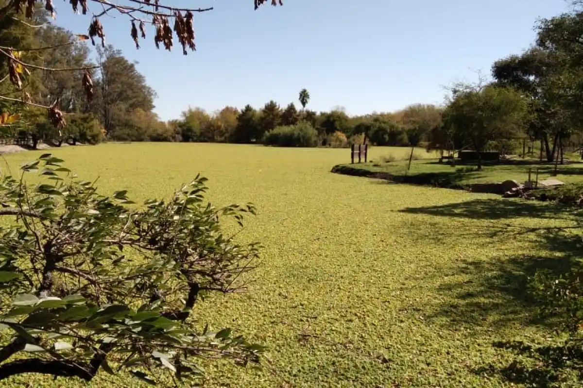 La laguna del Parque Unzué hace semanas que está verde: El motivo y que hará el Municipio al respecto