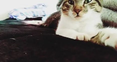 Mascota perdida