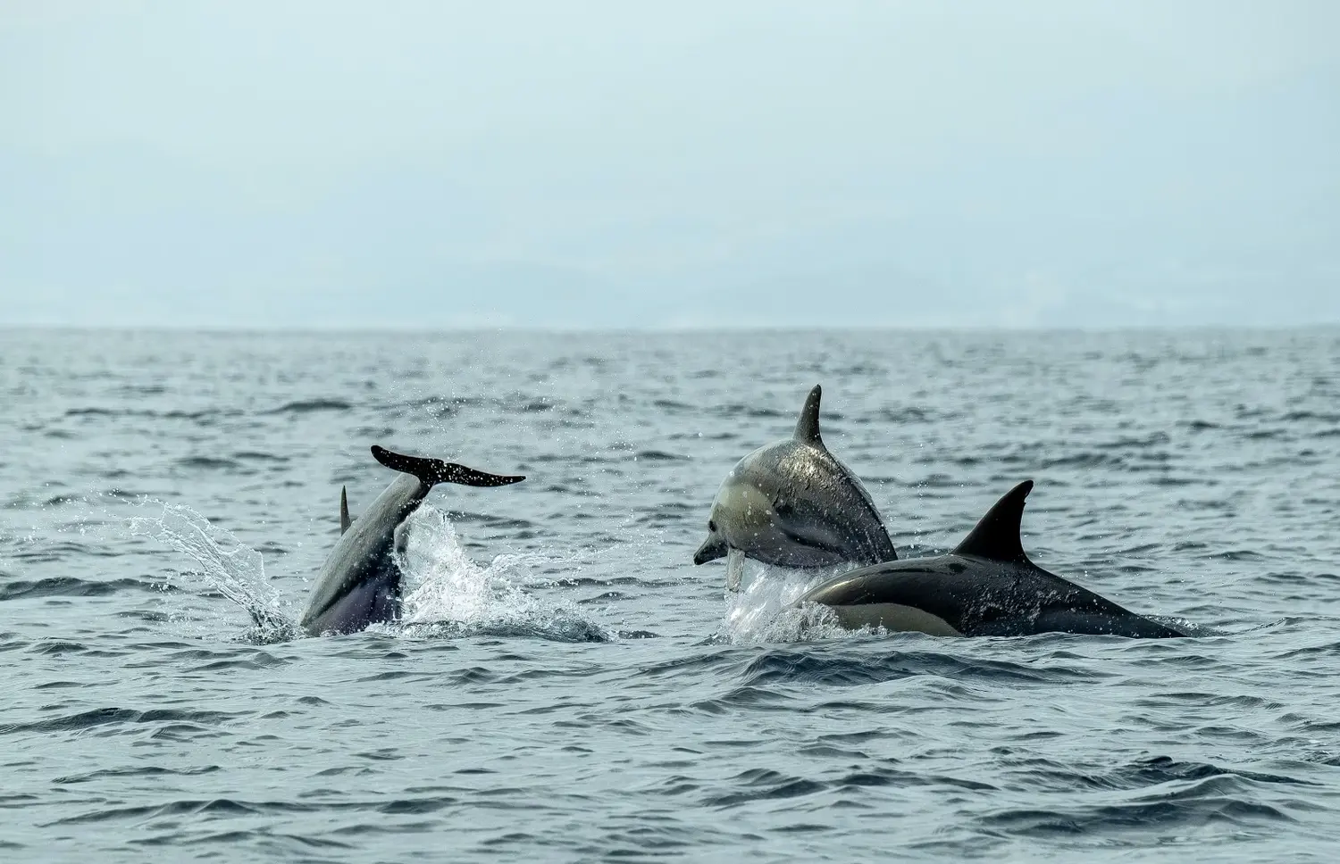 Día Mundial de las Ballenas y los Delfines: Necochea, un lugar privilegiado para observar gigantes del mar
