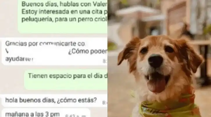 Pidió turno en peluquería canina, le preguntaron el nombre del perro y se indignaron con la respuesta
