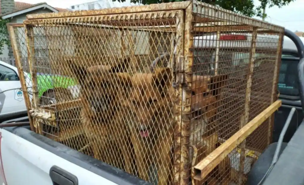 Internaron a una mujer atacada por tres perros en Punta Mogotes