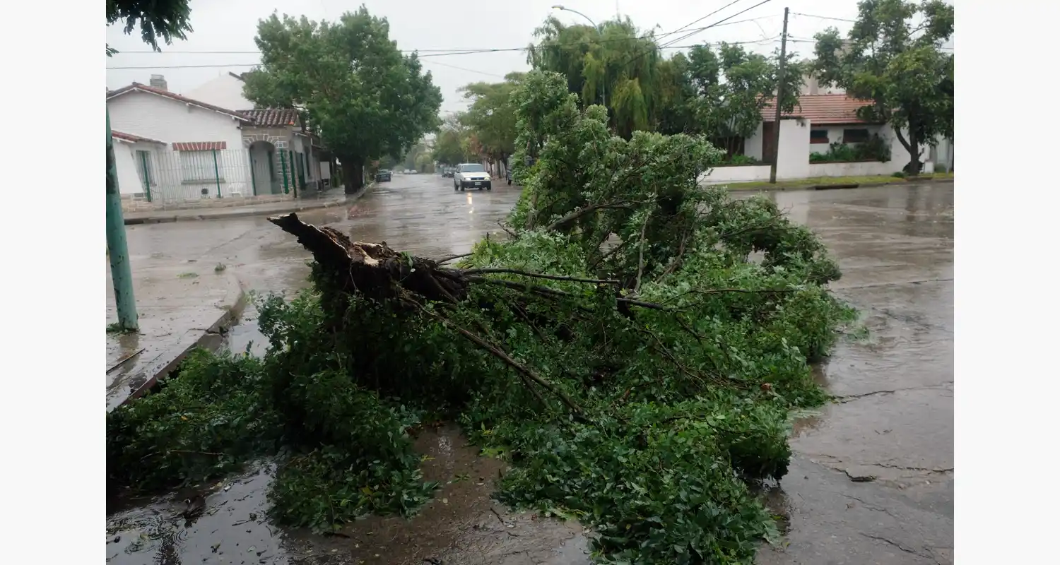 Temporal: se recibieron más de 40 reclamos por árboles caídos
