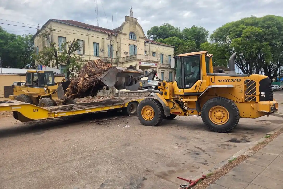 Removieron un enorme árbol de alrededor de un siglo de la vereda del Hospital Centenario