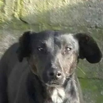 Carmen de Patagones: Denunciaron un envenenamiento masivo de perros
