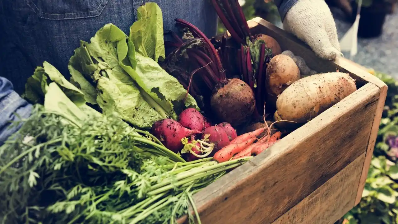 Argentina se posiciona como tercer país con mayor superficie sembrada de productos orgánicos