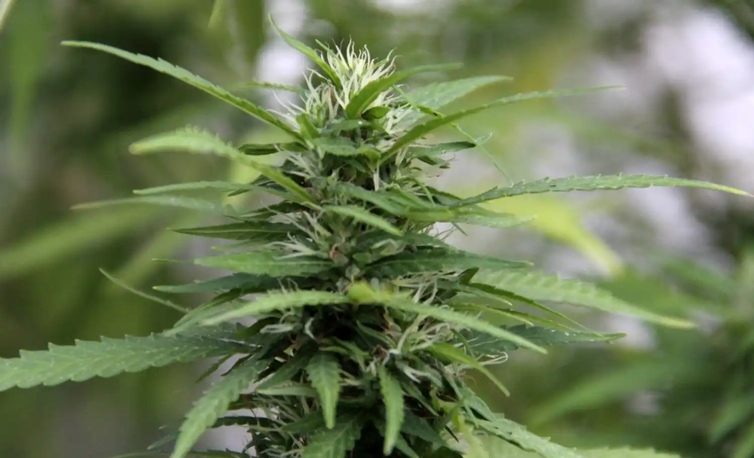 Aceite de cannabis: logró que la obra social se lo pague, pero le prohíben importarlo