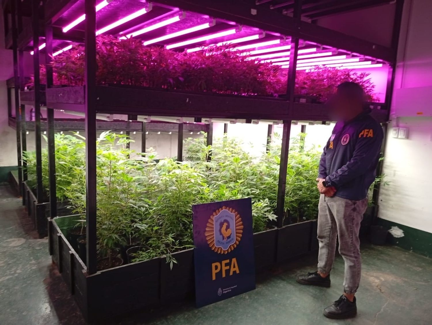 Desmantelaron un sofisticado vivero de marihuana frente al shopping de Avellaneda